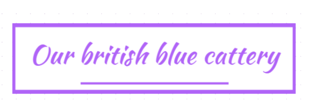 Our british blue Cattery